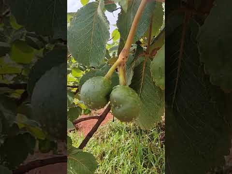 Chegando a época do pequi mineiro.#nature #sitio #fruit