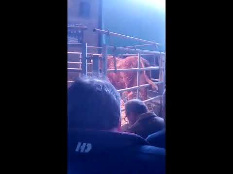 Matador à GELIOC le 03/03/2018