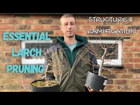 How To: Essential Larch Pruning - Building Structure & Ramification!! #pruning #bonsai #howto #prune