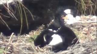 preview picture of video 'Verreaux's Eagle on eggs - Noordhoek peak, Cape Town'
