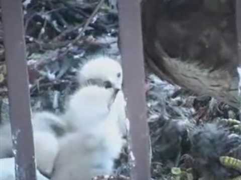 2010-04-22 Portland RTHs ~ Dinner for Three