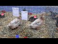 Saxony Ducks At Romania National Poultry Show 2019