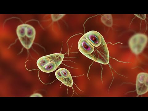 Protozoários e verminoses