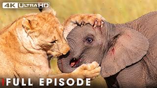Deadly Encounter (FULL EPISODE) | Savage Kingdom | Wildlife Documentary