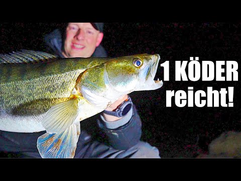 Winter-Zander: 1 Köder schlägt jetzt Gummifisch!