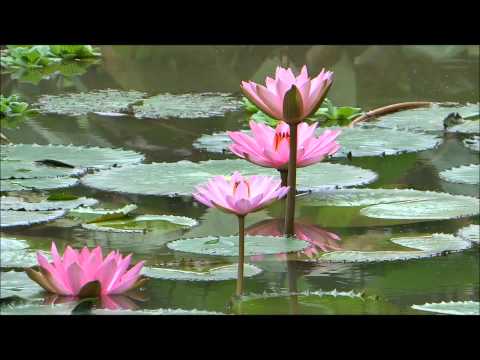 A Beautiful Chinese Meditation Music...'Free Flowing' MEDITATION Spirit !.