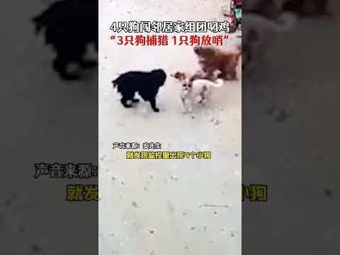 2月14日，吉林四平。4只狗闯邻居院子组团叼走1只鸡，鸡主人：3只捕猎，1只放哨
