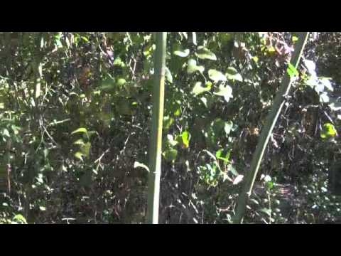 Canon HF11 AVCHD test on homemade camera jib