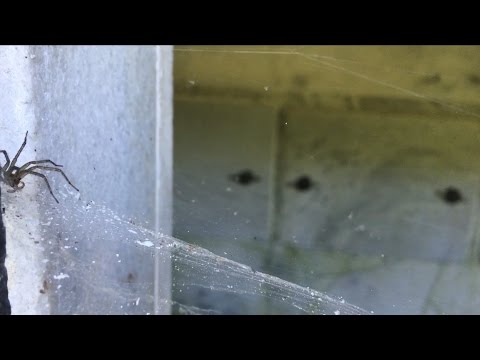 TDW 1471 - Original Grave of Abraham Lincoln