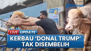 Kerbau Kurban Viral yang Bernama 'Donal Trump' Tak Disembelih, Berkat Mendagri Bangladesh
