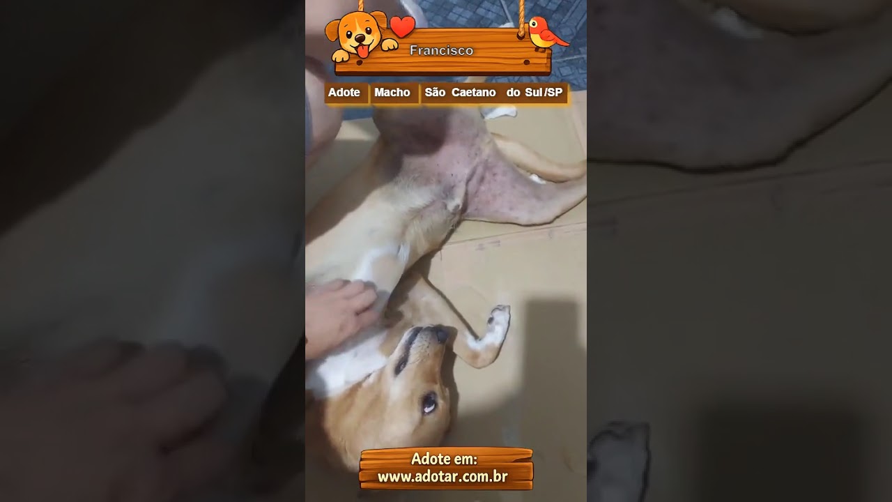 Cachorro raça SRD-ViraLata idade 4 anos nome Francisco