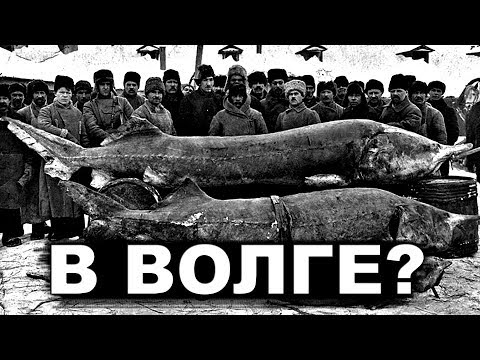 Куда делась БОЛЬШАЯ рыба и ЖЕМЧУГ из рек России?