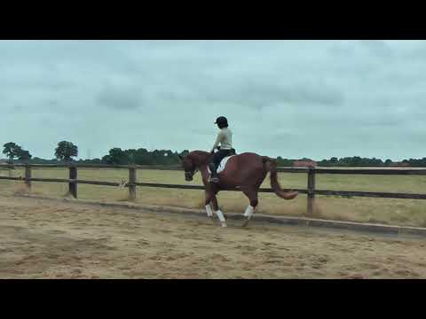 Die Chanel 4j. hann. St. v. Dimaggio