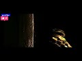 Army Motivation Para Commando Whatsapp Status Video