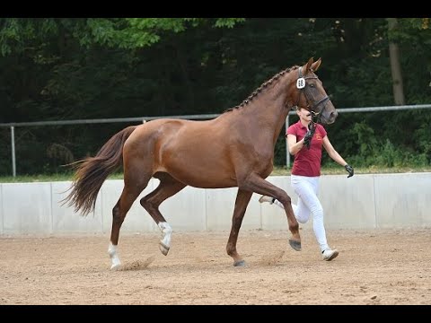 Ella Rose II von Escolar - Belissimo M - Rubin Royal