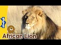 Meet The Animals African Lion Big Cats Stories For Kindergarten