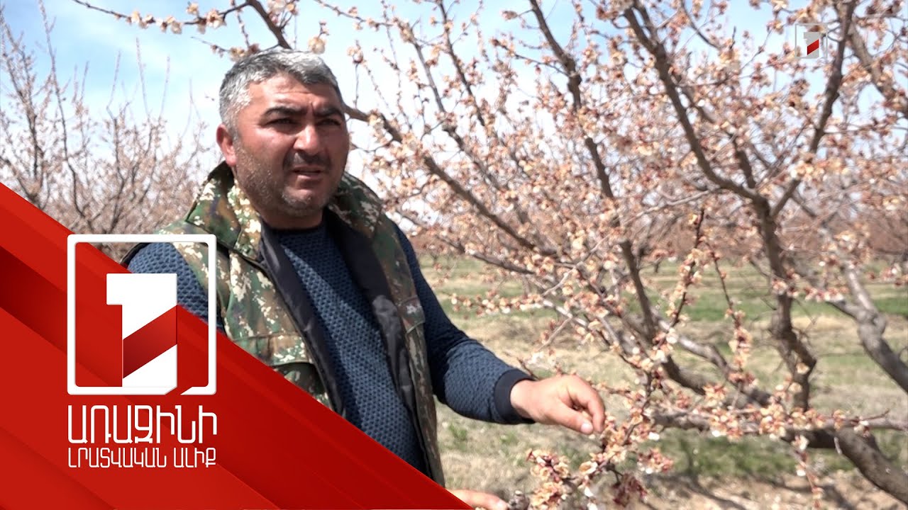 Ցրտահարության մասին ահազանգեր ստացվել են 4 մարզից. ի՞նչ չափի վնաս է կրել ծիրանի բերքը