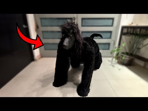 Mi PERRO se Comporta como HUMANO ¡ AYUDA !