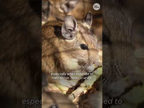 Hantavirus pulmonary syndrome: A deadly virus spread by rodents | USA TODAY Entertainment