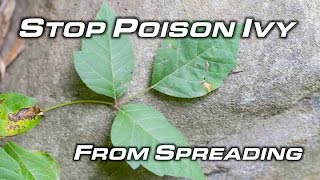 How To Get Rid Of Poison Ivy - Will Primos