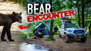 Bear Encounter While Camping - Ford Ranger + Toyota Tacoma Overland @HealingTrailsOverland