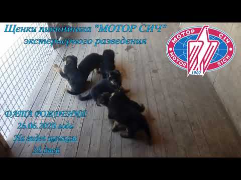 Щенки от родителей Мэрис Мотор Сич & DYK vom Holtkamper Hof . Возраст 38 дней.