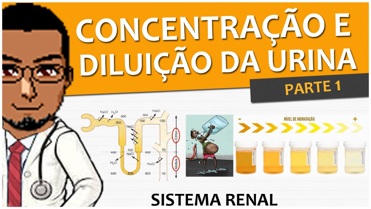 Sistema Renal/Urinário/Excretor 10 - Concentração e diluição da urina - Parte 1