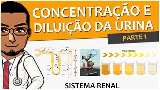 Sistema Renal/Urinário/Excretor 10 - Concentração e diluição da urina - Parte 1