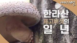 [#테마스페셜] 한라산 표고버섯의 일 년 / G1 방송 / 2026.02.07