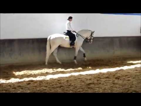 Verkaufspferd El Dorado Plus, Lusitano-Hengst 5 Jahre, Mai 14