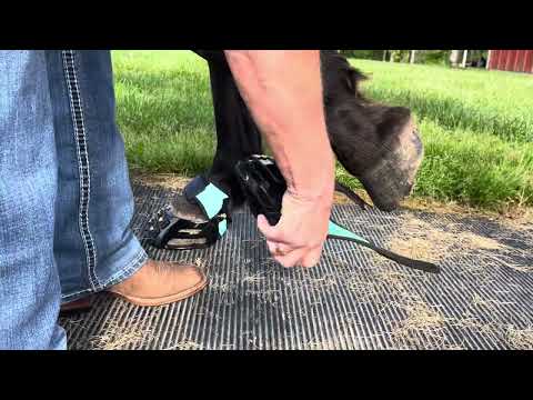 Putting on your Scoot boot Adjust with the Multipurpose Gaiter