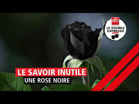 Le savoir inutile : Une rose noire (09/06/21)