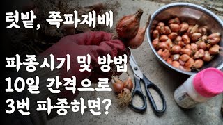 텃밭, 쪽파재배 / 추석에 먹으려면? / 김장때 먹기좋은 파종시기는? / 파종시기 및 방법   /  10일간…
