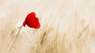 Joan Baez - Sagt Mir wo die Blumen sind  [HD]