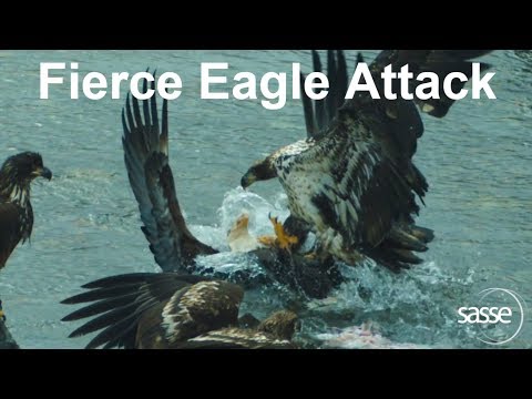 Fierce Wild Eagle Attack in Water - Slow Motion -  amazing details from Alaska