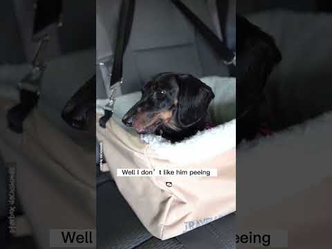 A good debate between Moonpie and Buttercup #starbox #dachshund #starboxdachshunds #dachshunds