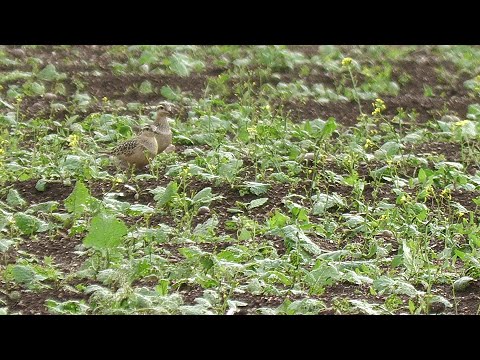 Dotterel. Nanjizal. West Cornwall.
