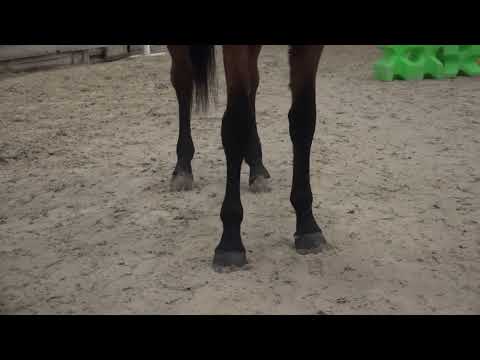 VIKTOR TER ELZEN APLOMBS