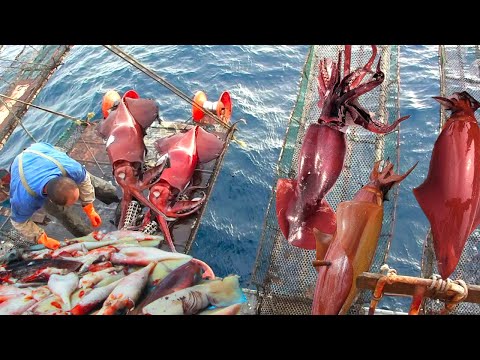Automatic Giant squid fishing on Vessel. Cutting And Process Hundreds of Tons Of Frozen Squid