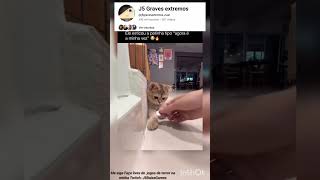 Ele esticou a patinha tipo 