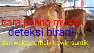 Download lagu CARA MUDAH DETEKSI BIRAHI !! DAN WAKTU TERBAIK KAWIN SUNTIK mp3