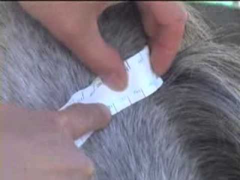 Bestimmung des Kammfettgewebes beim Pferd