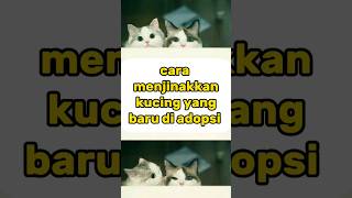 Download lagu bagaimana cara menjinakkan kucing yang baru di adopsi? #cat #kucinglucu #kucing mp3