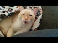 Cat With Bags Under His Eyes Flame Point Siamese Orange Tabby Kitty