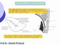 42 Abdomen Relations Of The Spleen