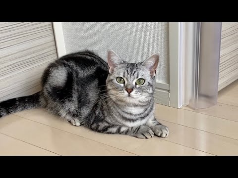 Life With Cats - American Shorthair & British Shorthair #1