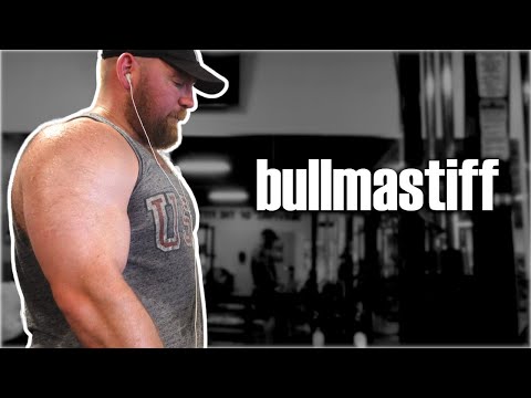 Review of My Program "Bullmastiff" (What the Internet Says)