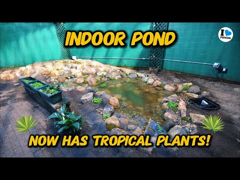 THIS is why plants are a game changer for your pond!