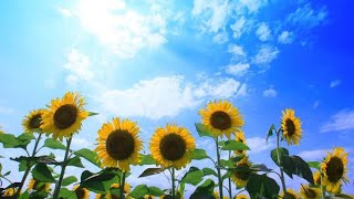 【カルミア】そこの君！夏休みの○○大丈夫？？