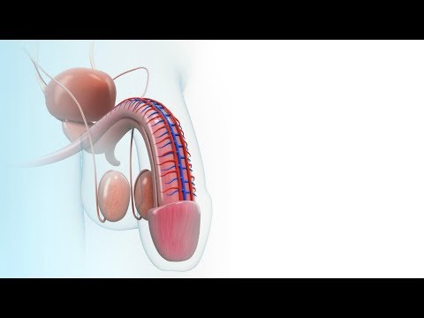 penisuri sugeți de doi tipi hormoni pentru erecție